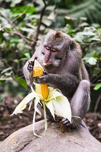 corn monkey holding corn vegetable