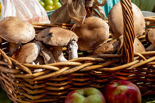 plant mushrooms in brown basket fruit