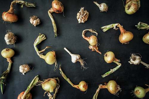 plant onion decor produce