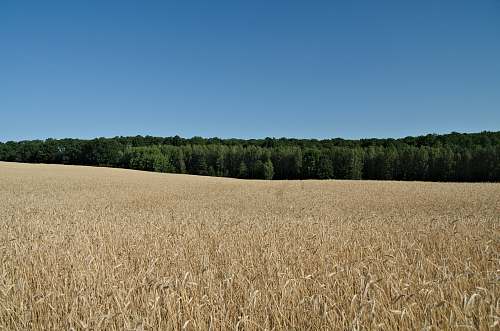 plant open field under clear blue sky produce