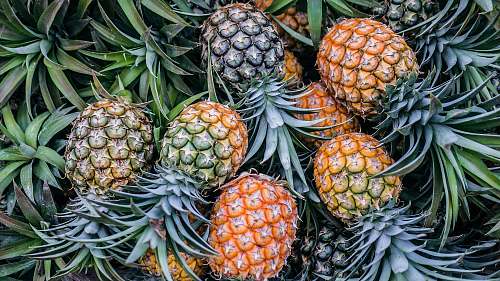 plant orange and green pineapple fruits pineapple