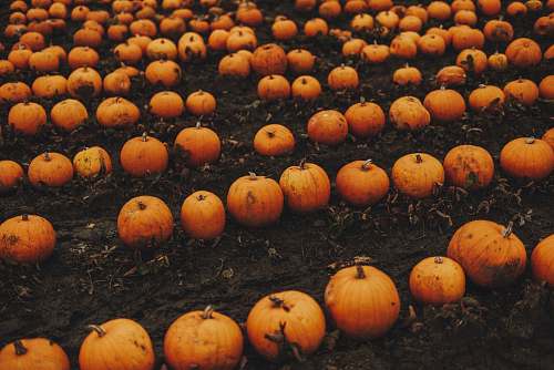 pumpkin orange and orange pumpkin lot plant