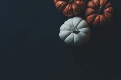plant orange and white pumpkins pumpkin