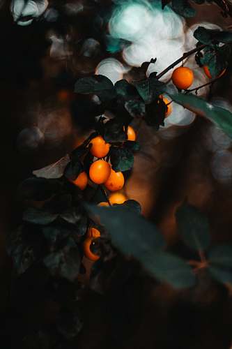 plant orange fruit fruit