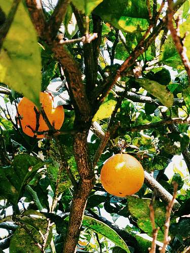 fruit orange fruit tree during daytime citrus fruit