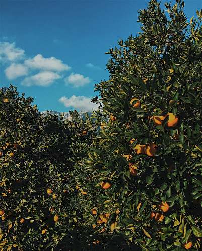fruit orange fruit tree citrus fruit
