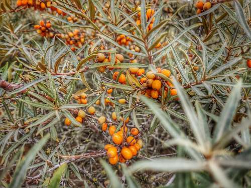 plant orange fruits produce