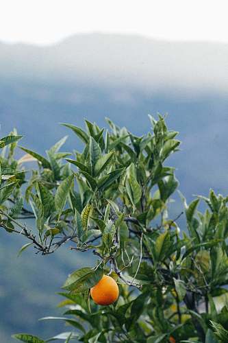 plant orange plant fruit