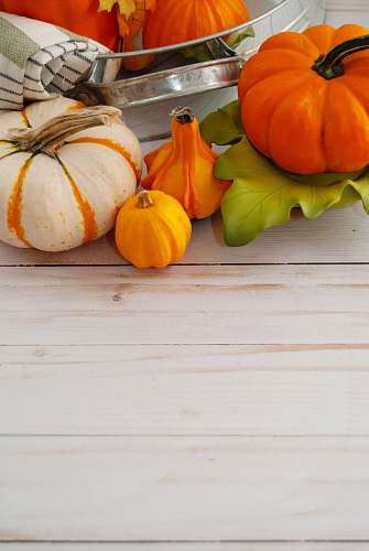 plant orange pumpkin and orange pumpkin pumpkin