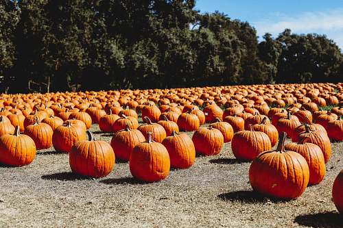 plant orange pumpkin lot on ground pumpkin