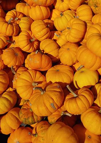 plant orange pumpkin lot pumpkin