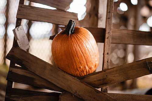 plant orange pumpkin on wooden frame pumpkin