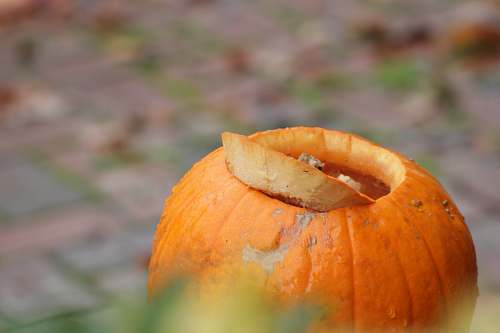 plant orange pumpkin pumpkin