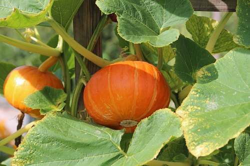 plant orange pumpkin plants citrus fruit