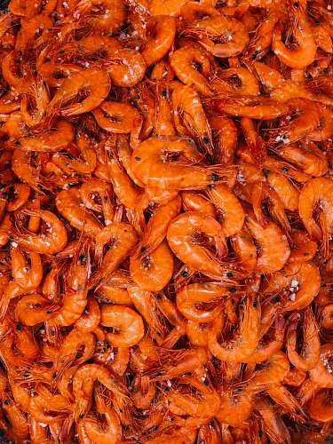 animal orange shrimp lot seafood