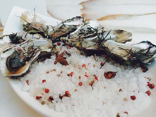 oysters oysters on ceramic plate seafood