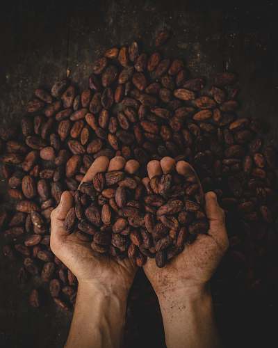 coffee person holding dried beans colombia