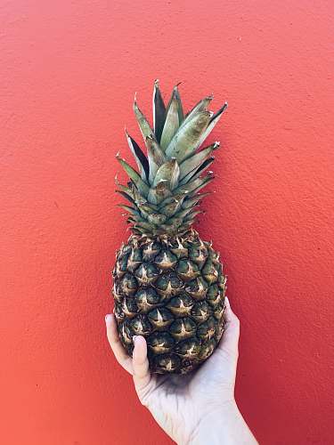 fruit person holding pineapple fruit near red wall pineapple