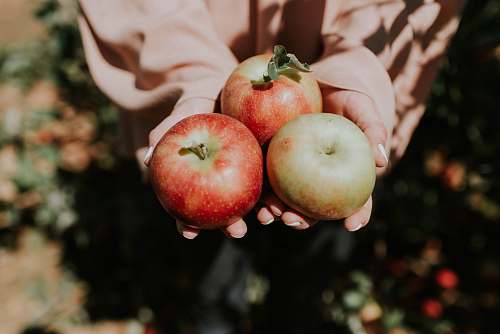 fruit person holding three red apple fruits apple