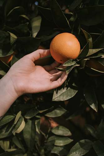 fruit person picking orange fruit citrus fruit