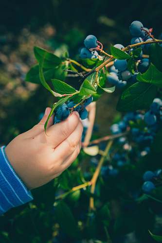 fruit person touching grapes blueberry