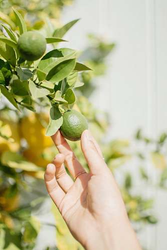 plant person wearing round green fruit citrus fruit