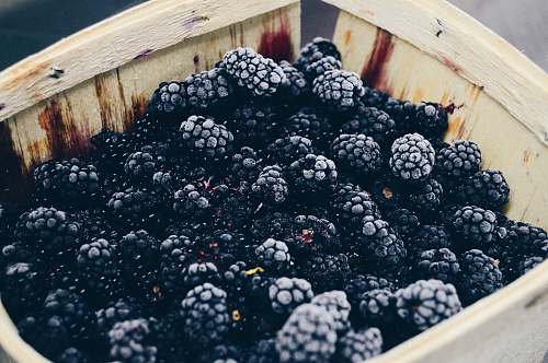 fruit photo of blackberry fruits fresh