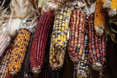 corn photo of peeled corns grain