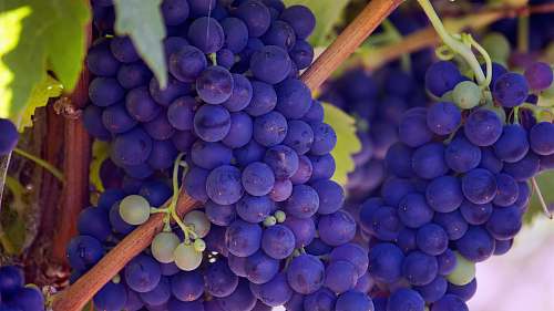 fruit photo of purple grape fruits produce