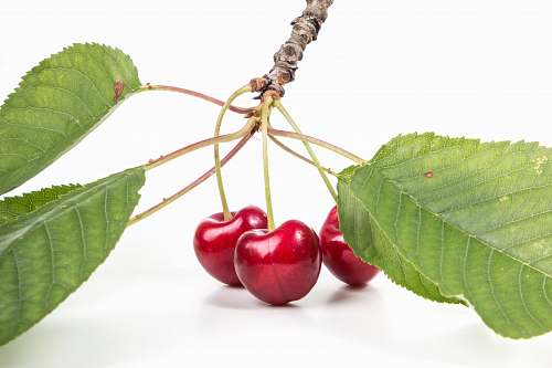 fruit photo of red cherry fruit cherry