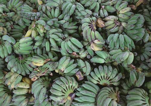 fruit pile of bananas produce