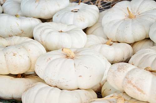 plant pile of pumpkin lot pumpkin