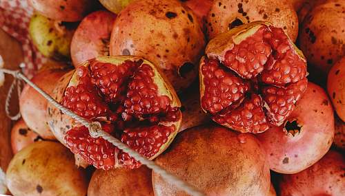 plant pine of red fruits produce
