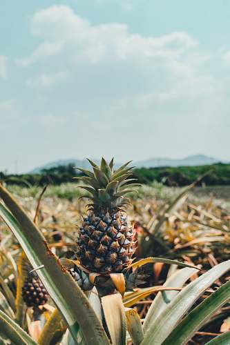 pineapple pineapple farm during daytime fruit