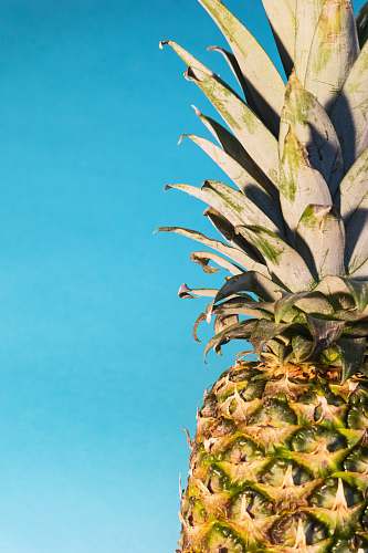 fruit pineapple fruit pineapple