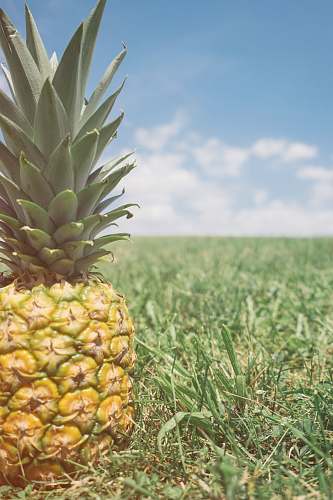 fruit pineapple fruit on grass pineapple