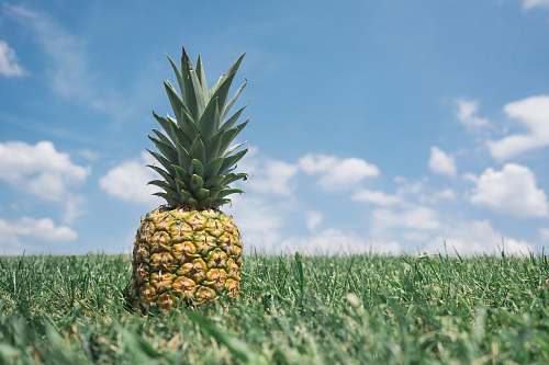 pineapple pineapple on grass fruit