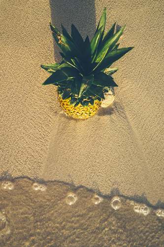 fruit pineapple on sand pineapple