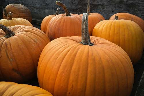 pumpkin pumpkin lot squash