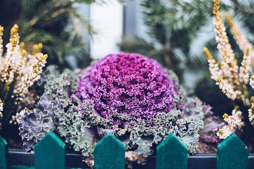 plant purple-petaled flower cabbage