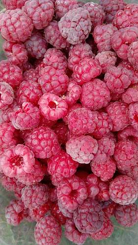 plant raspberry fruits fruit