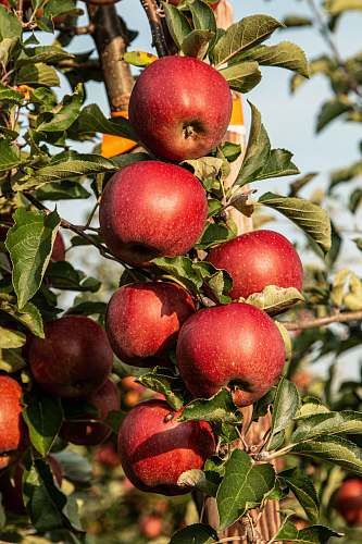 fruit red apple fruit photograph apple