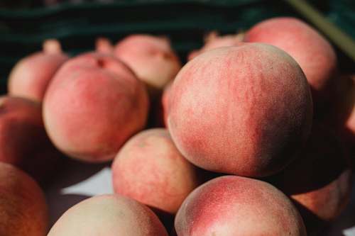 plant red apple fruits close-up photography apple