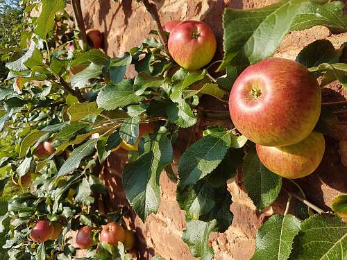 fruit red apples on branch during daytime apple