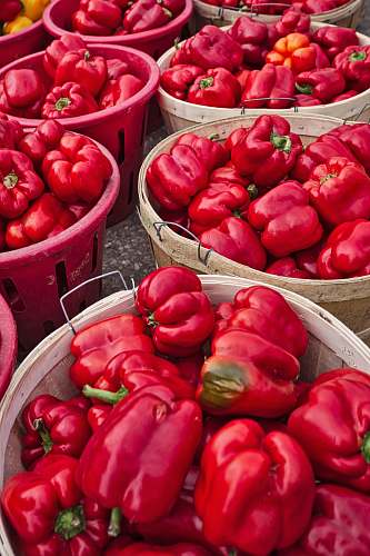 vegetable red bell pepper lot in baskets pepper