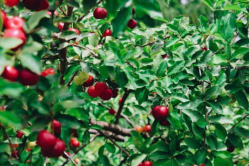 fruit red cherry plant apple