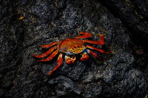 animal red crab on rock lobster