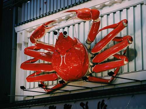animal red crab wall decor lobster