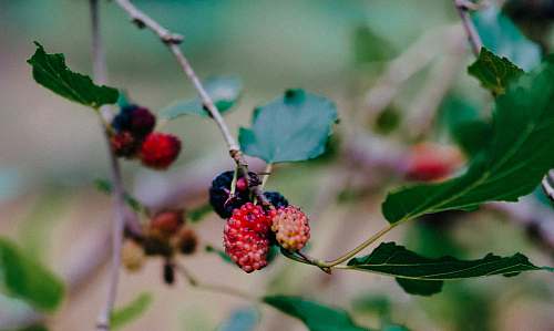 plant red fruit photograph fruit