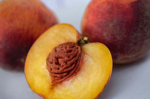 plant red fruit apple